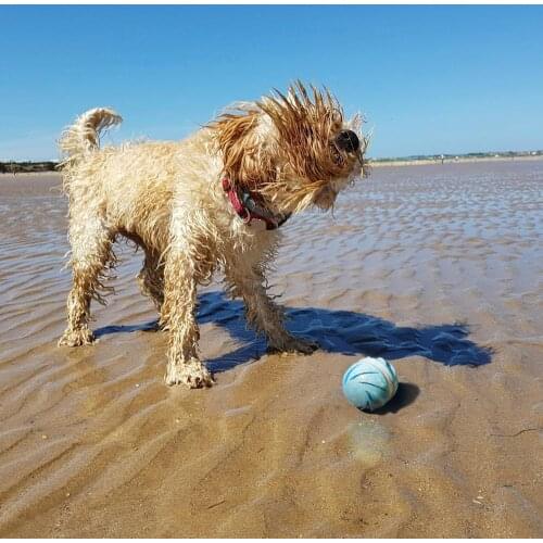 Wicked Ball Cyclone Version, IPX67 Waterproof, 100% Automatic and Interactive Ball to Keep Your Dogs/Cats Company All Day