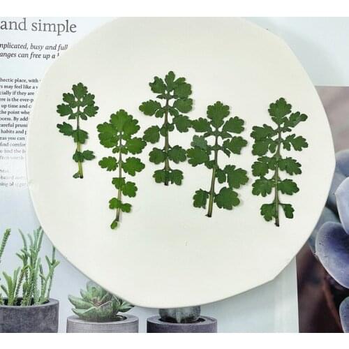 60pcs 4-6cm Pressed Dried Natural Green Chelidonium Majus Leaf Flower Plants Herbarium Jewelry Phone Case Postcard Bookmark DIY