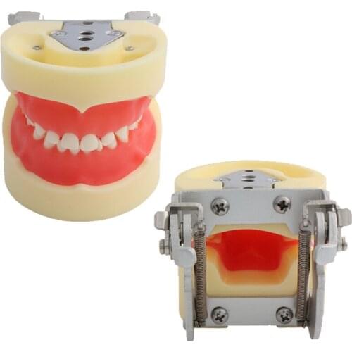 Dental Pediatric preactice teeth model M7014 Children tooth model/Dental Education Tooth Model Standard Children teeth model