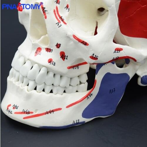 Life size skull model with muscles and numbers with manual human anatomical skull model dentist used studying tool medical gift