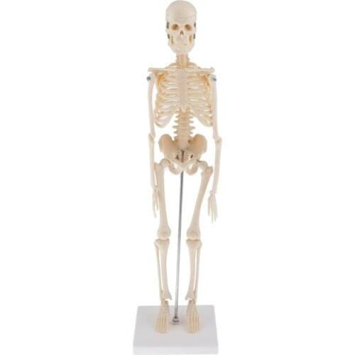 45CM Flexible Human Anatomical Anatomy Skeleton decoration Model anatomical Skeleton toys human skelet model teaching tools