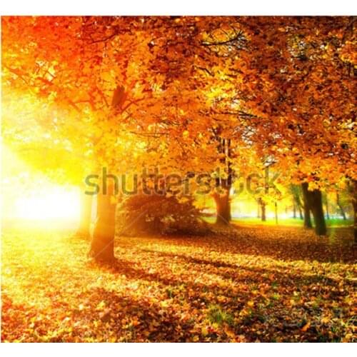 Custom 3D murals,Autumnal Park. Autumn Trees and Leaves in Sunlight Rays,living room sofa TV wall bedroom wallpaper