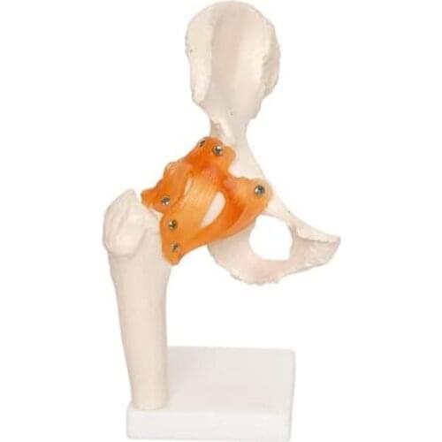Life Size Anatomical Hip Joint Model Human Skeleton Anatomy Exercise Bone Orthopedic Pain Teaching Resources