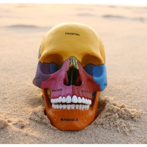 Colored human skeleton anatomical model, assembled skeleton model of medical science Animal Skull human anatomy model