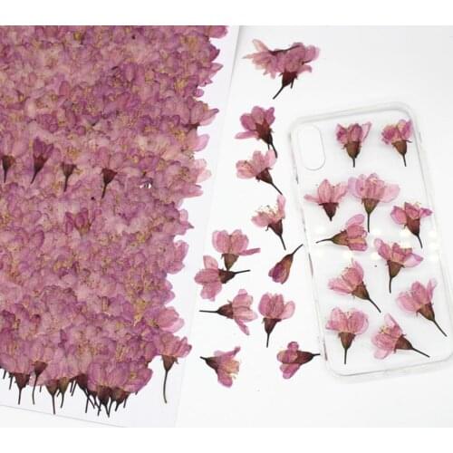 250pcs Pressed Dried Cherry Sakura Flower Plants Herbarium For Resin Jewelry Making Postcard Frame Phone Case Craft DIY