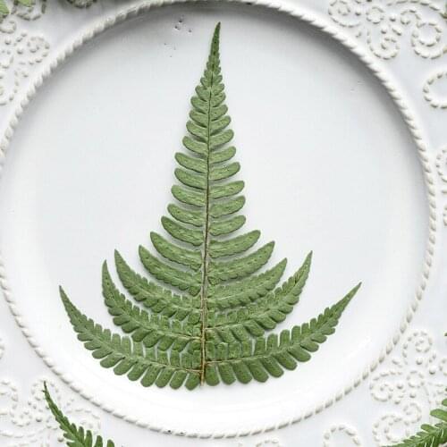 60pcs 6-10cm Pressed Dried Flower Diplazium donianum Leaf Herbarium For Make Up Nail Art Jewelry Bookmark Phone Case Card DIY