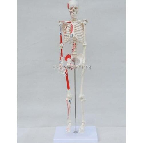 Free shipping&85CM human skeleton model, with muscle starting and ending point, boutique skeleton model, with herniated disk