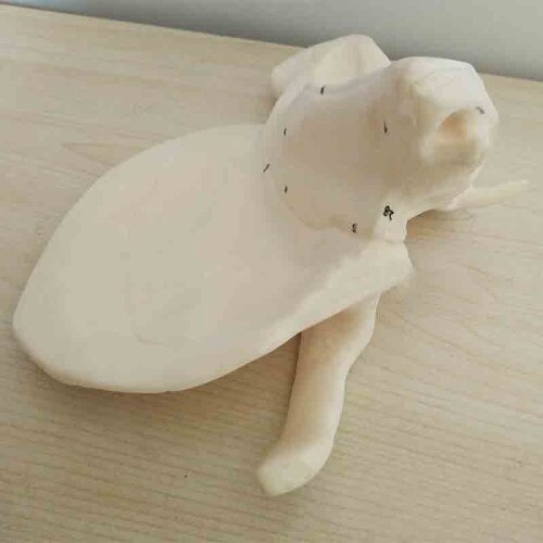 Anatomy of skull in enlarged model of human temporal bone anatomy