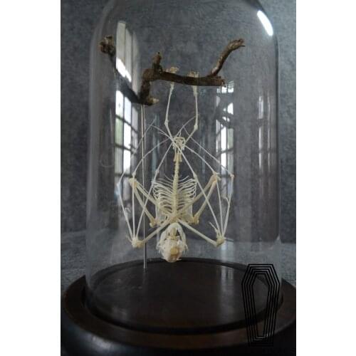 Upside down bat bone specimen bat skeleton model education equipment with glass cover