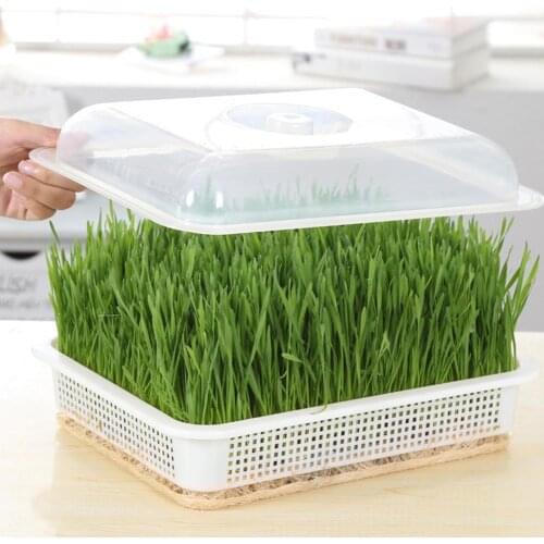 Green Seed Sprout Planting Plate With Cover Pea Bean Home Tray Systems Hydroponic Wheatgrass Pot Sprouter Seedling Germinat Z8A1