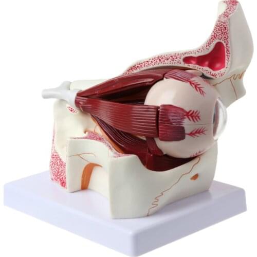 2021 New 3 Times Human Eyeball and Eyelid Skeleton Model Orbit Anatomical Study Display Teaching Resource Tool