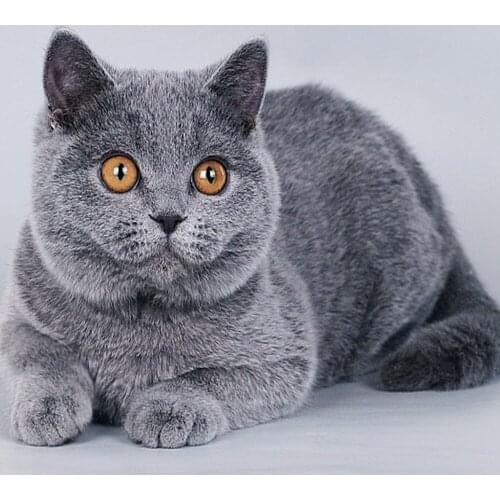 Animal Cat Printed Fabric 11CT Cross Stitch Embroidery Patterns DMC Threads Sewing Craft Painting Needlework Floss Gift