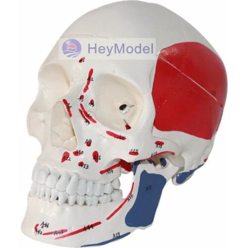 HeyModel Skull Model Artificial 1: 1 Size with Muscle Band Numbers