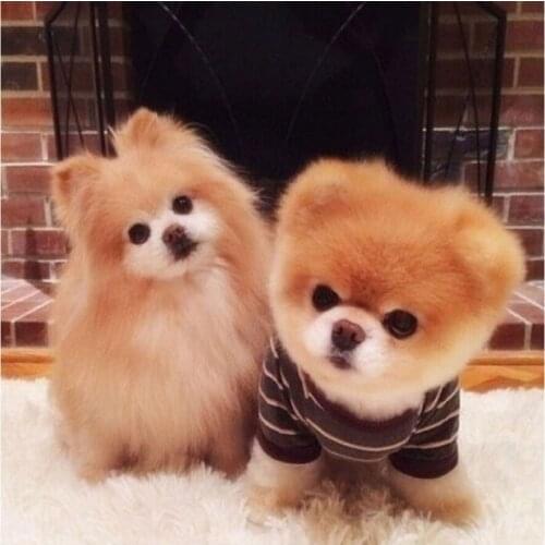 Dog Cross Stitch Kits Printed Diamond Mosaics Needlework Patterns For Diamond Embroidery Icon Diy Diamond Painting Animals