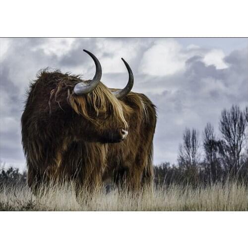 Abstract Highland Cow Cattle Wild Animal Canvas Art Painting Nordic Posters and Prints Cuadros Wall Art Picture for Living Room