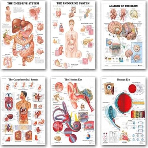 Human Anatomy Artwork Medical Painting Wall Picture Skeleton Organ Muscle System Vintage Canvas Print Body Map Education Poster