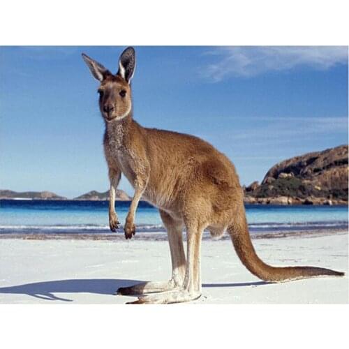 5D Needlework Diy Diamond Painting animals kangaroo Diamond embroidery Cross Stitch Kit Mosaic picture Crystal Home DecorZP-1937