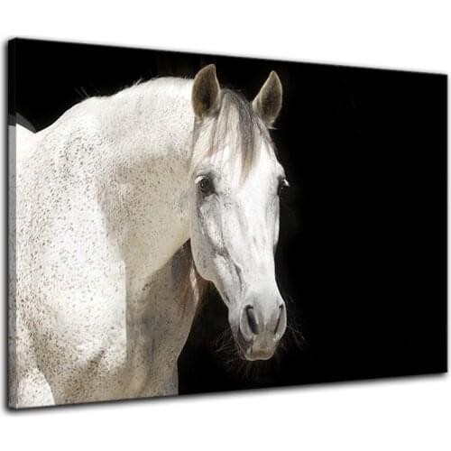 White Horse On Black Wall Art Background Canvas Paintings on Canvas Contemporary Wall Art Giclee Framed Artwork Drop shipping