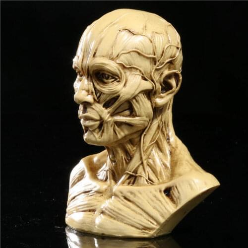 Retro 4" Human Anatomical Anatomy Skull Head Muscle Bone Medical Model Fine Arts