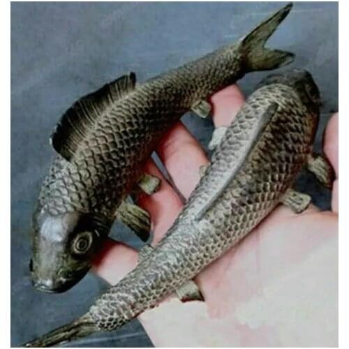 1 pair (Two) Ancient Japan pure Bronze sculpture Vivid cyprinoid carp Fish