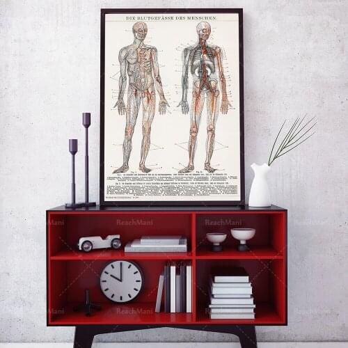 Anatomy poster, medical student gift, vintage anatomy, human anatomy, medical student gift, anatomy print, doctor gift poster