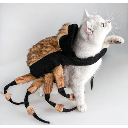 Cat Spider Costumes Cat Halloween Clothes
