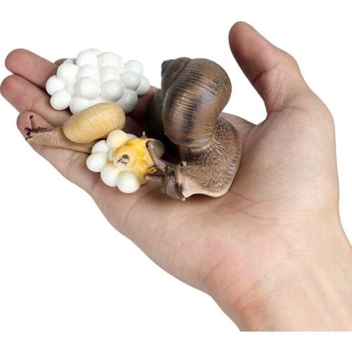 Pvc figure earthworm whole life model toy