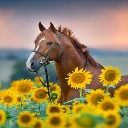 Diamond Painting Animal Horse Sunflower 5d Diy Mosaic Full Square Round Drill Diamant Of Rhinestone Daimond Embroidery Pictures