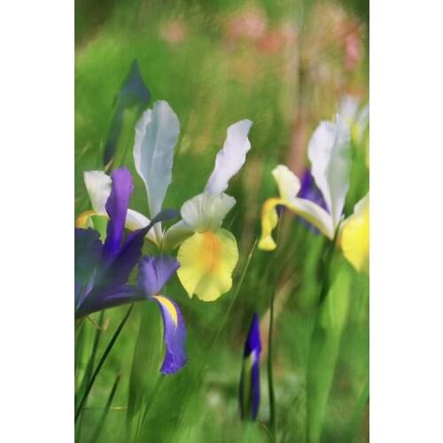 Diamond Painting 5D DIY Paintings Decor Iris Diamond Flower Cross Stitch Home Decor Diamond Embroidery Mosaic Diamond painting