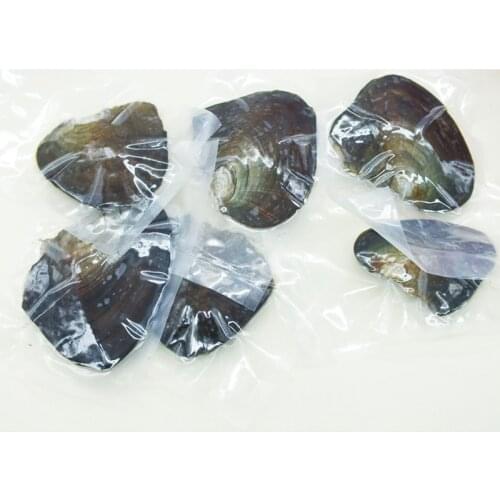 5pcs One of the most popular gift freshwater pearl oysters.6-7 mm pearl