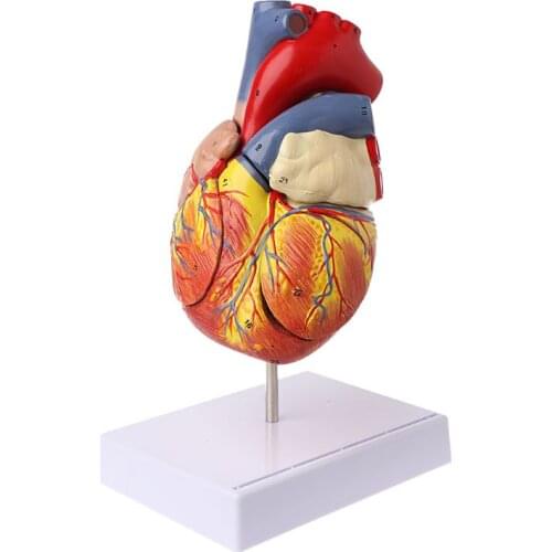 Disassembled Anatomical Human Heart Model Anatomy Viscera Organs Teaching Resource Tool