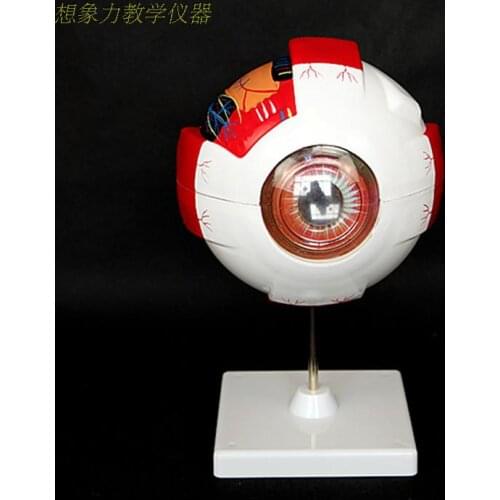 6X enlarge Eye anatomical model large eyeball structure model teaching medical demonstration model