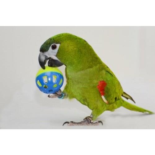 3pcs/1lot Parrot Toy with Sound Small Birds Toys Pet Toy Accessories Cockatiel Parrot Toys D411