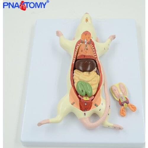 Rat anatomy model mouse anatomical animal study model detachable school used tool biological studying white mice model PNATOMY