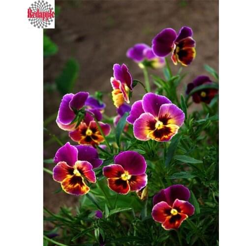 Diamond Painting Full Square Pansies Flower 5D DIY Diamond Embroidery Sale Diamond Mosaic Picture Of Rhinestones Needlework arts