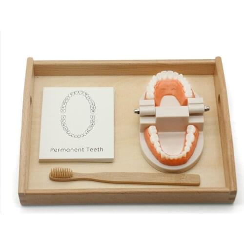Toddler Montessori Practical Life Material Simulated Tooth Toy Brushing Tooth Teaching Aids Bamboo Brush with Wooden Tray L1064H