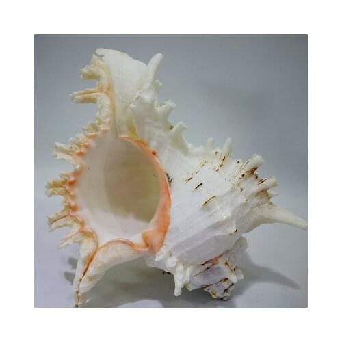 Big size grinding conch white unicorn shell crafts Thousands of snails home furnishings