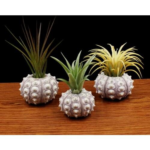 Air Plants Sea Urchin Tabletop Tillandsia Holder Miniature Gardening Decorations