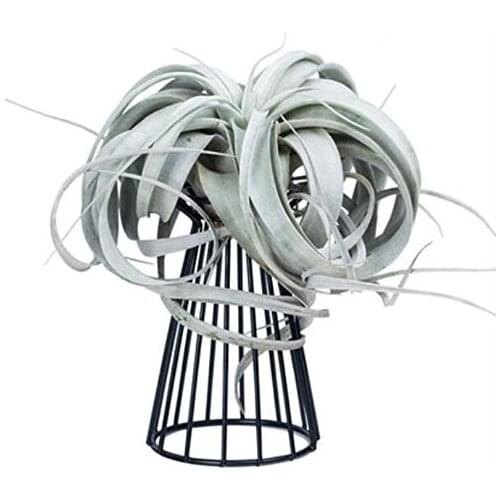 Air Plant Holder Metal Indoor Tabletop Air Plant Stands Tillandsia Plant Rack