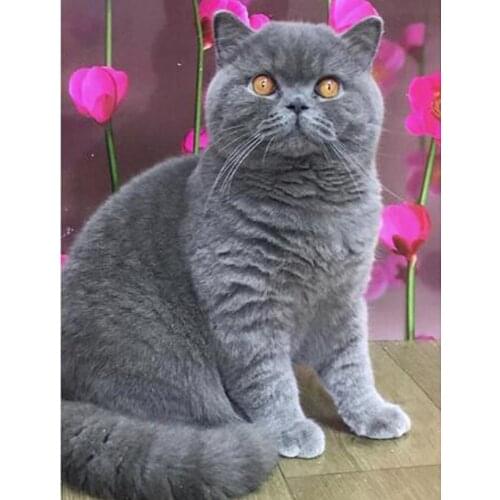 Cat DIY 5D Diamond Painting Full Round Square Rhinestones Animal Diamond Embroidery Cross Stitch Mosaic Crystal Home Decor DF134