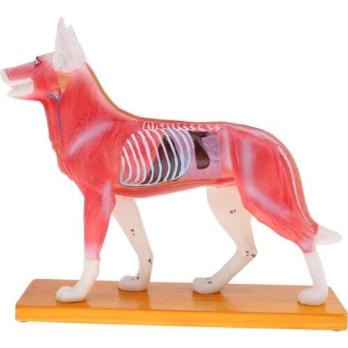 Dog Acupuncture Anatomical Model With 72 Acupuncture Points Animal Anatomy Model Professional Teaching Tool