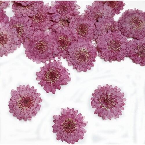 12pcs/bag Purple Zinnia Pressed Dried Flowers for Resin, Natural Dried Flower for Resin Jewelry Making Soap and Candle Making