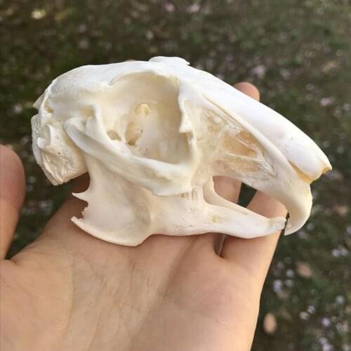 1PCS Cottontail Rabbit Skull specimen Animal bone specimen (Natural Bone Quality A)
