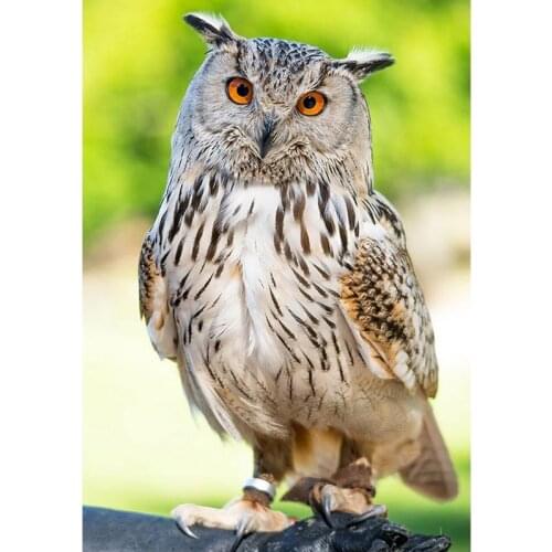 DIY 5D Diamond Painting Owl Animal Mosaic Cross Stitch Diamond Embroidery Rhinestone Full Round Drill Manual Hobby Home Decor
