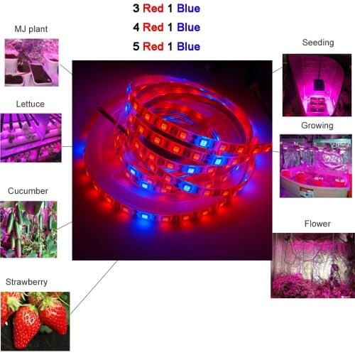 DC12V 5M Phyto Lamps Full Spectrum LED Strip Light 300 LEDs 5050 Chip LED Fitolampy Grow Lights For Greenhouse Hydroponic plant