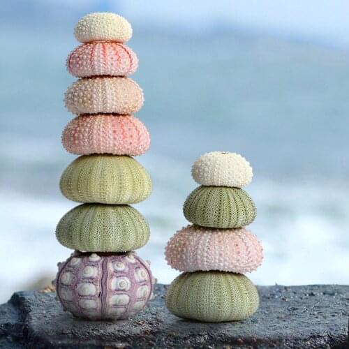 Aqumotic Natural Sea Urchin Shell Coral Specimen Air Plant Pot 1pc Lamp Housing Original Marine Fish Tank Landscaping Decoration