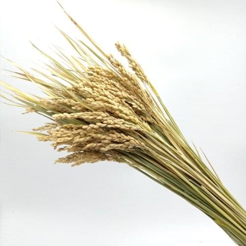 Free Shipping natural rice spike10pcs ear of rice pure natural rice ears spike of rice