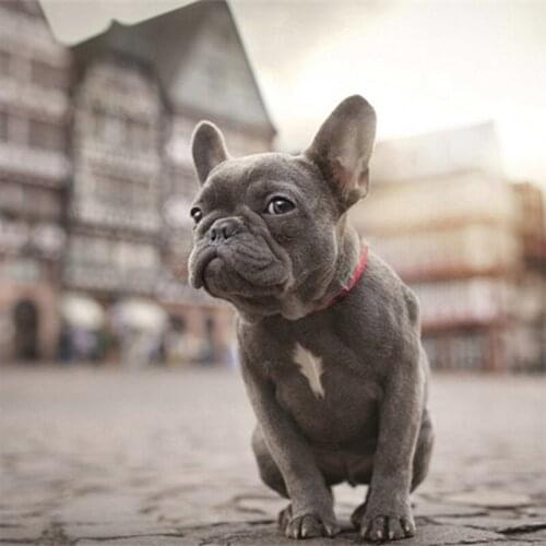 Home Decor 5D DIY Diamond Painting Cartoon Black dog Cross Stitch Mosaic Diamond Embroidery Needlework Rhinestone Gift