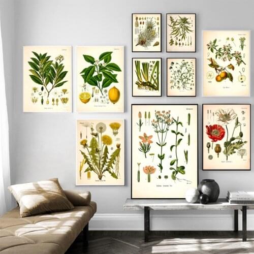 Vintage Botanical Posters and Prints Kitchen Wall Pictures Koehlers Medicinal Plants Canvas Painting for Living Room Home Decor