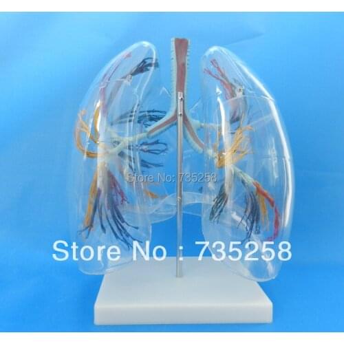 Model of the Transparent Lung Segment,Transparent Lung Segment Model